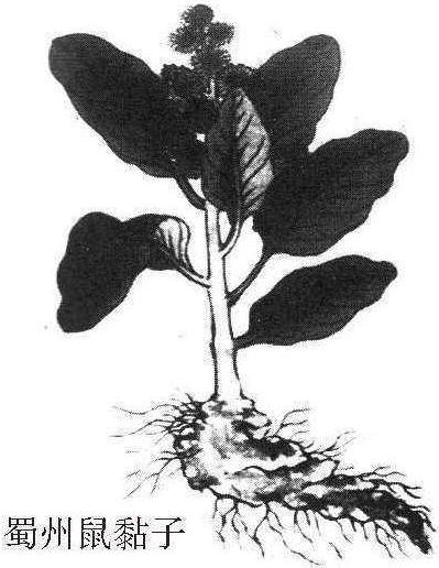 第一節(jié) 牛蒡子本草考證與歷史沿革